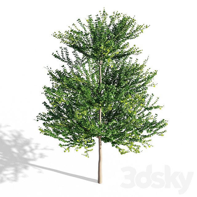 Terminalia mantaly 1 3DSMax File - thumbnail 2