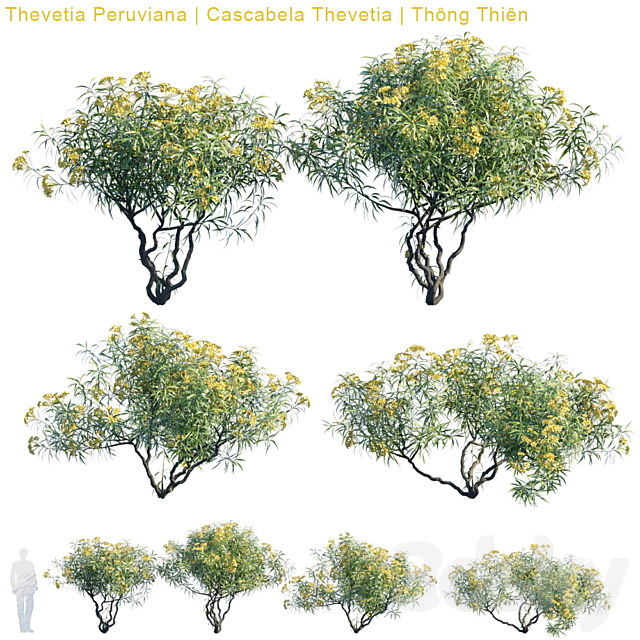 Thevetia Peruviana | Cascabela Thevetia 3DSMax File - thumbnail 1