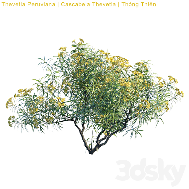 Thevetia Peruviana | Cascabela Thevetia 3DSMax File - thumbnail 2