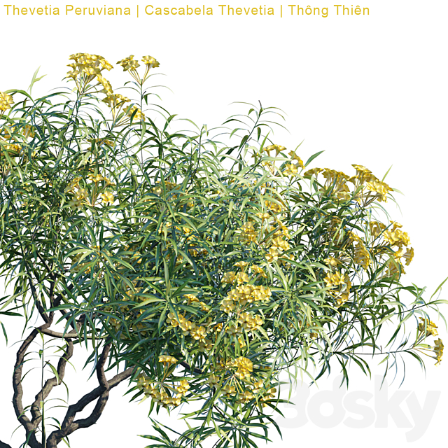 Thevetia Peruviana | Cascabela Thevetia 3DSMax File - thumbnail 3