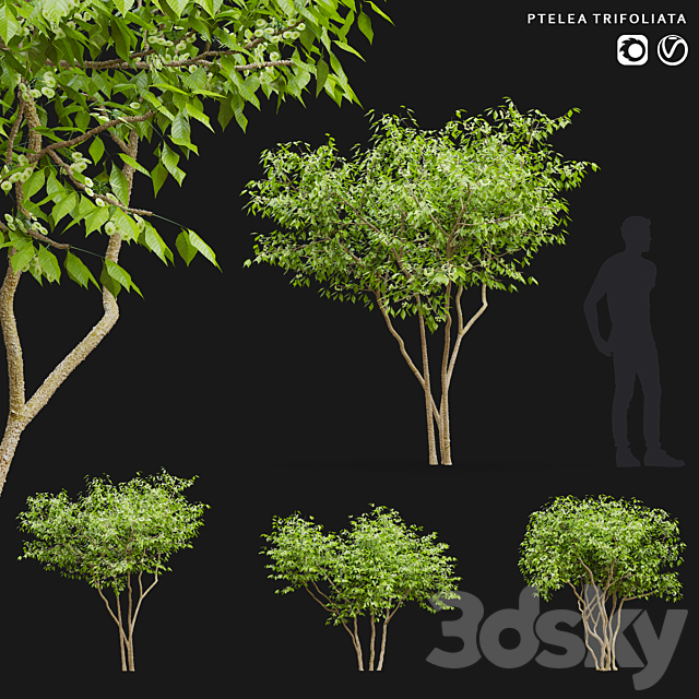 Three-leafed pteley | Ptelea trifoliata 3ds Max - thumbnail 1