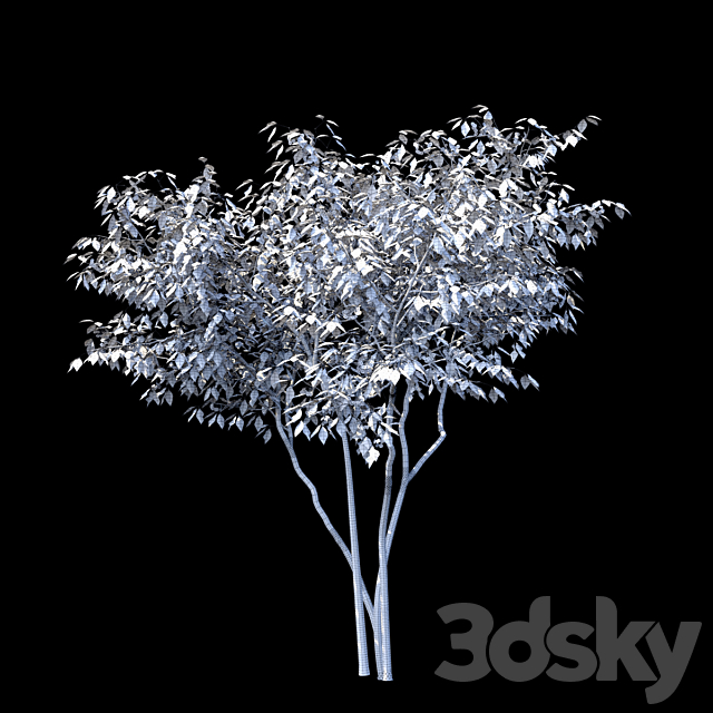 Three-leafed pteley | Ptelea trifoliata 3ds Max - thumbnail 2