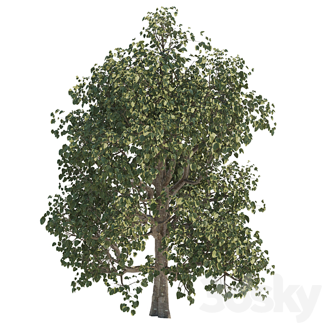 Three trees 3DSMax File - thumbnail 2