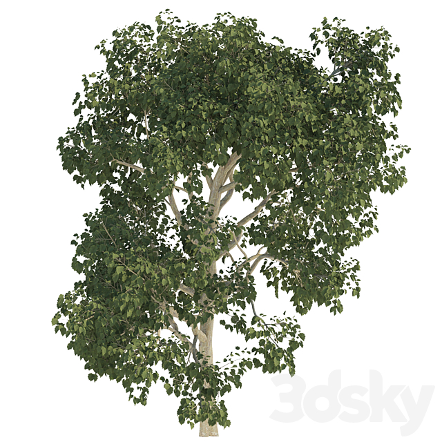 Three trees 3DSMax File - thumbnail 3