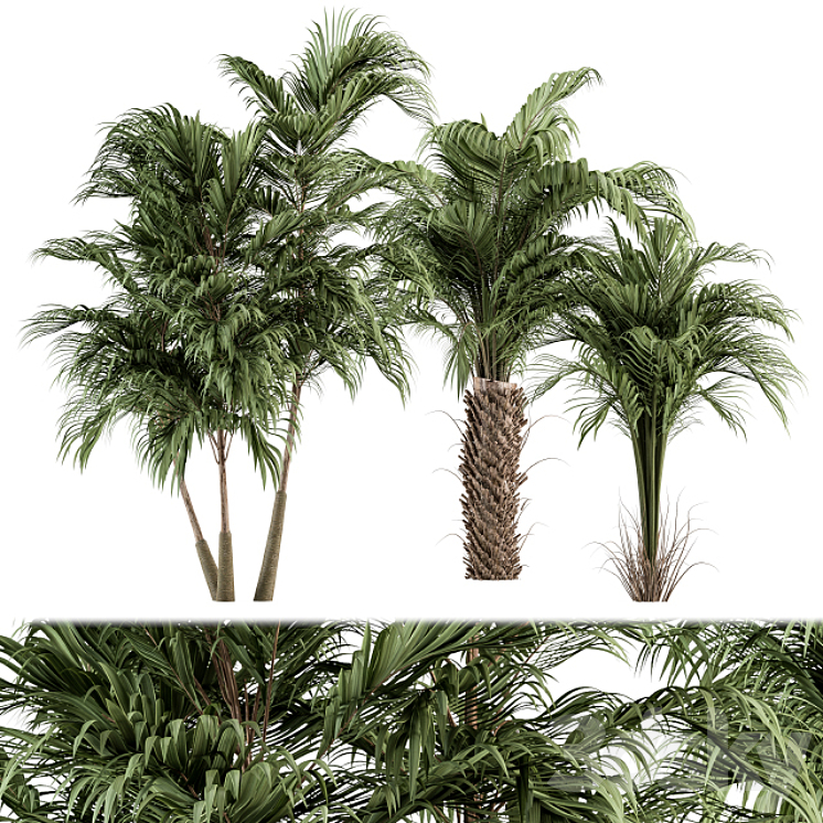 Three Type Palm Tree – Tree Set 55 3DS Max - thumbnail 1