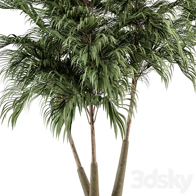 Three Type Palm Tree – Tree Set 55 3DS Max - thumbnail 2