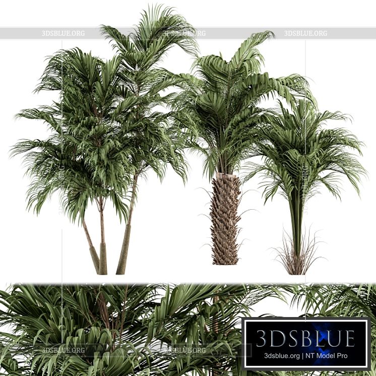 Three Type Palm Tree – Tree Set 55 3DS Max - thumbnail 3