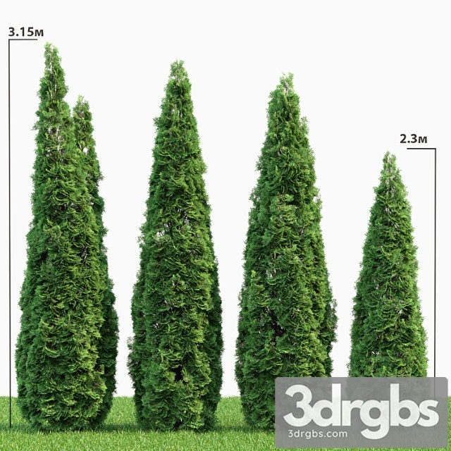 Thuja 2 3dsmax Download - thumbnail 1