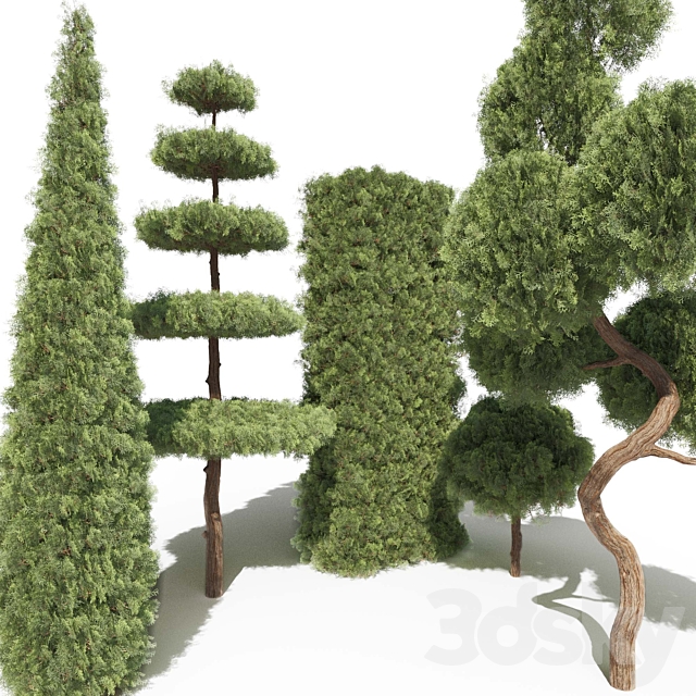 Thuja # 2 (Thuja # 2) 3DS Max Model - thumbnail 3