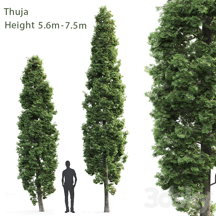 Thuja 3DS Max - thumbnail 1