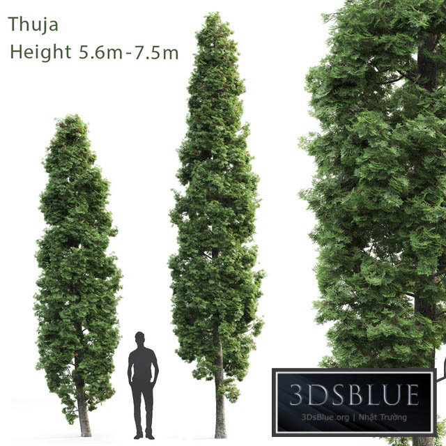 Thuja 3DS Max - thumbnail 3