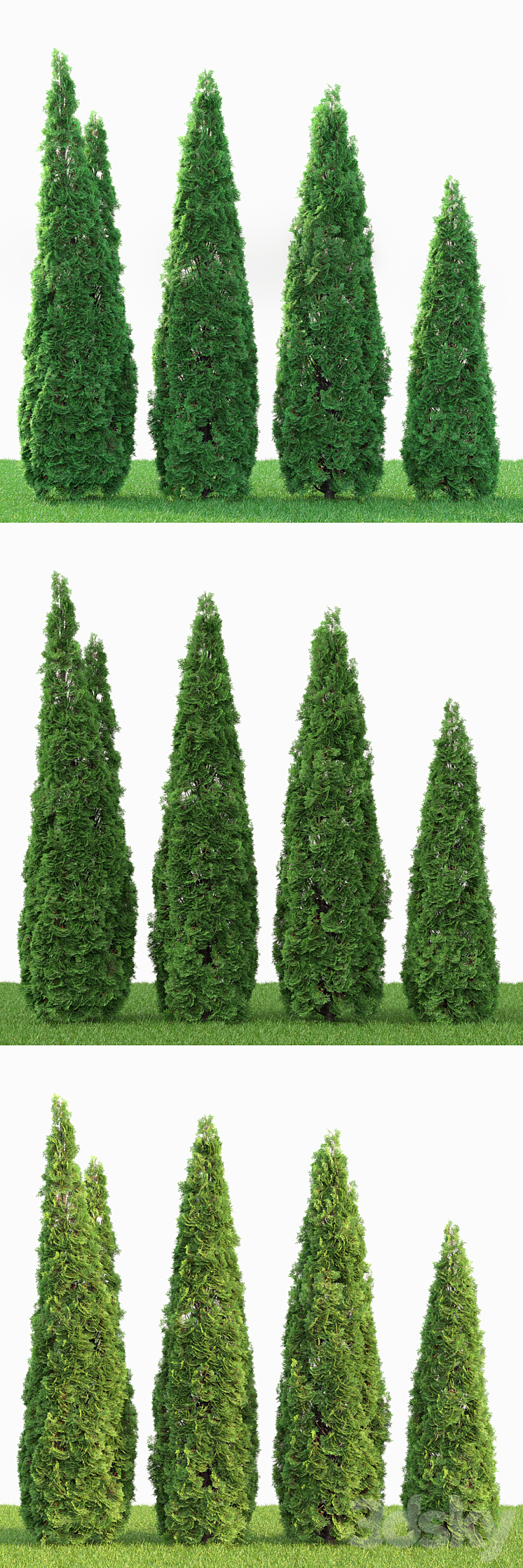 Thuja 3DS Max - thumbnail 2