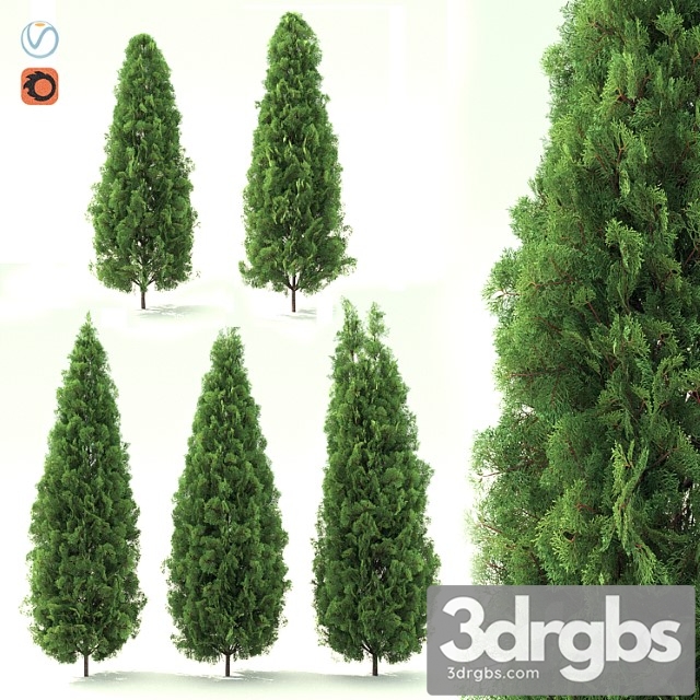 Thuja 3dsmax Download - thumbnail 1