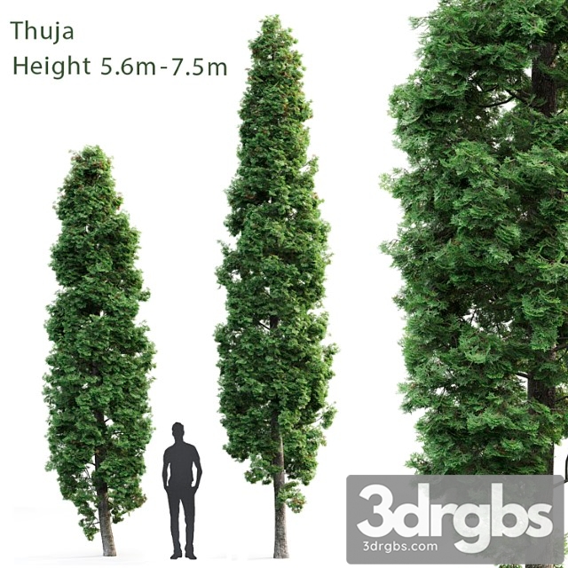 Thuja 9 3dsmax Download - thumbnail 1