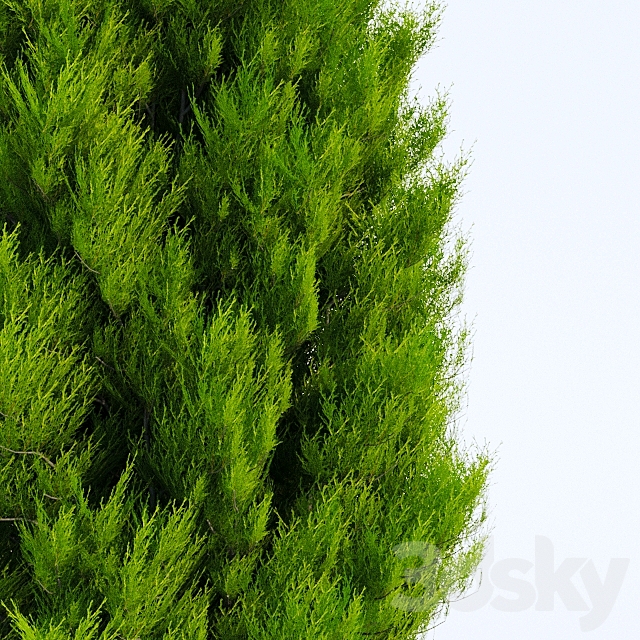 Thuja in 3 ages 3DS Max Model - thumbnail 2