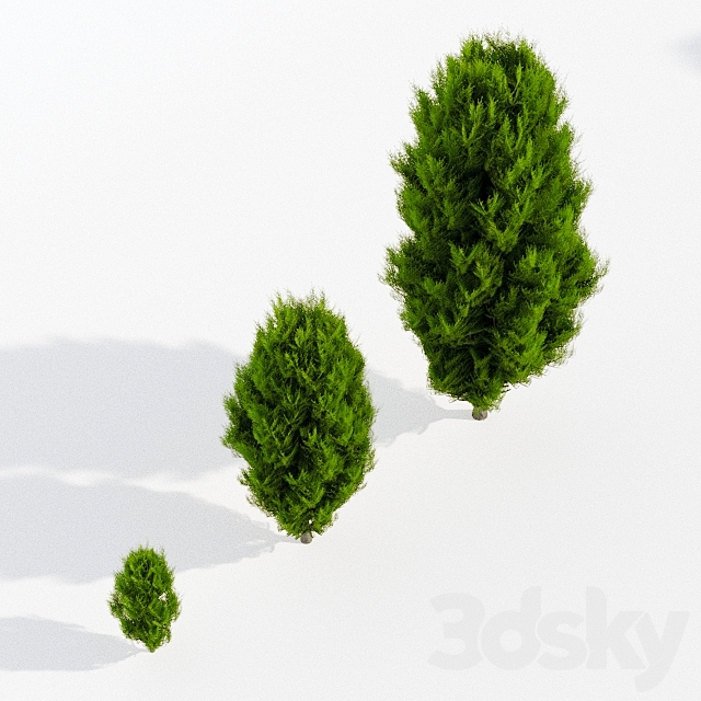 Thuja in 3 ages 3DS Max Model - thumbnail 3