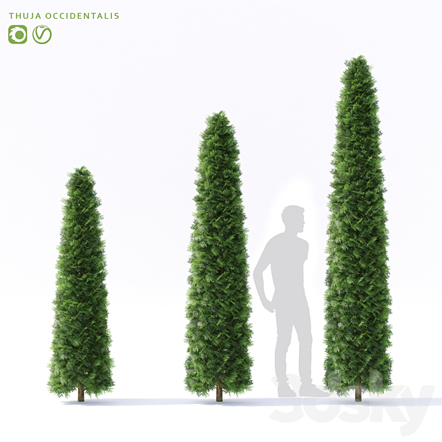 Thuja western | Thuja occidentalis 3ds Max - thumbnail 1