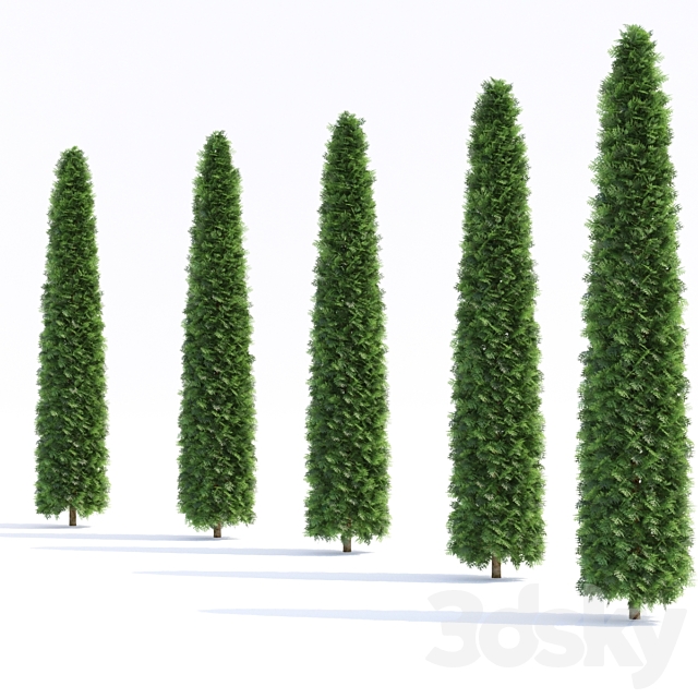 Thuja western | Thuja occidentalis 3ds Max - thumbnail 2