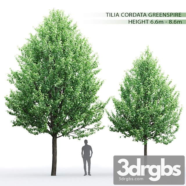 Tilia 1 3dsmax Download - thumbnail 1