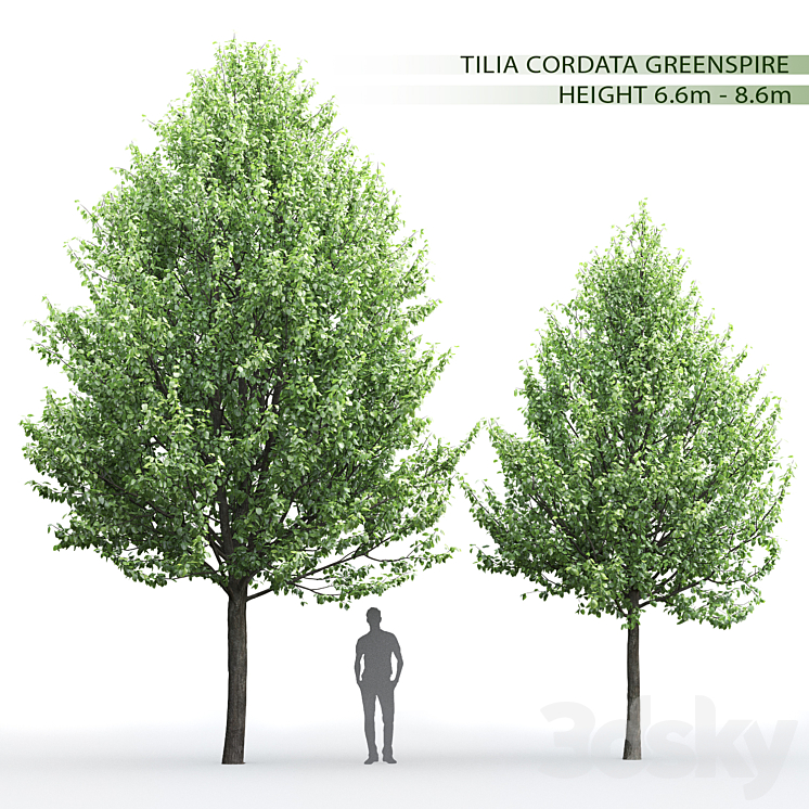 Tilia 3DS Max - thumbnail 1