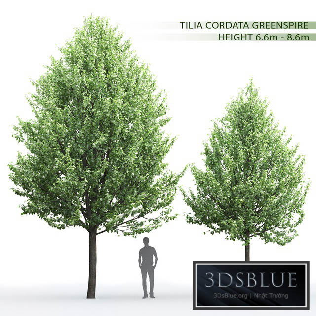 Tilia 3DS Max - thumbnail 3