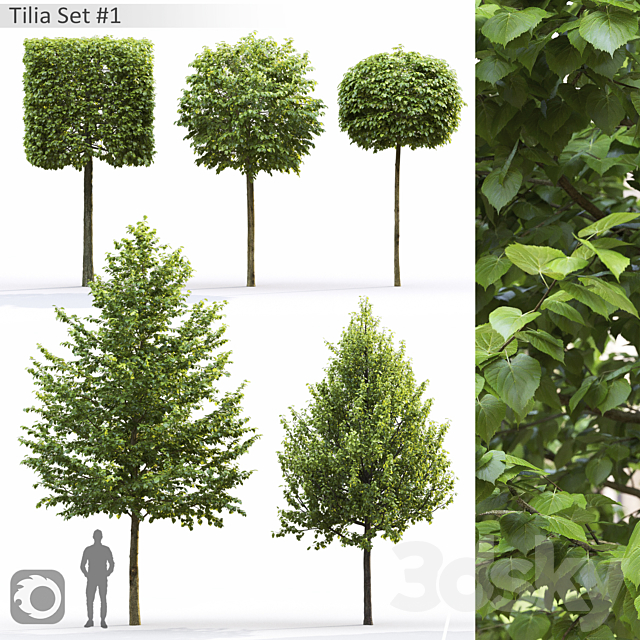 Tilia 3DSMax File - thumbnail 1