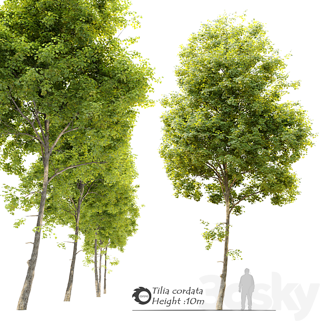 Tilia cordata (Linden) tree 3ds Max - thumbnail 1