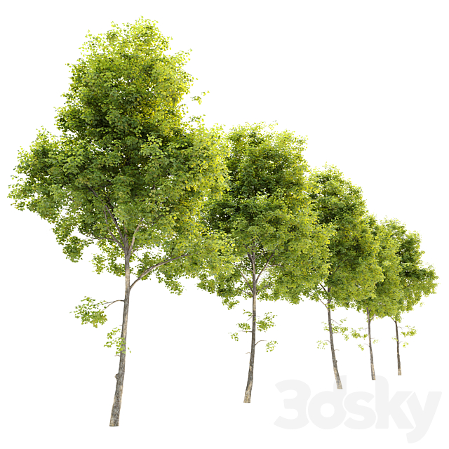 Tilia cordata (Linden) tree 3ds Max - thumbnail 2