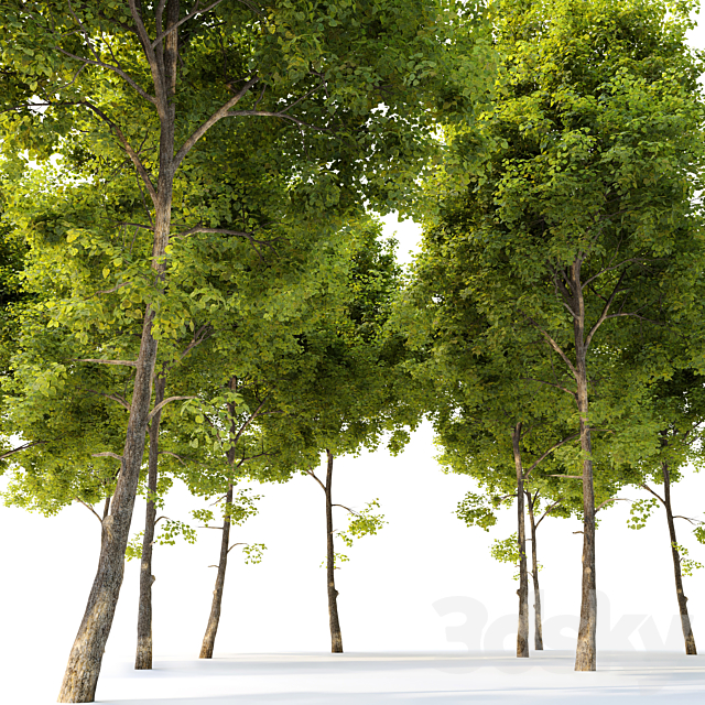 Tilia cordata (Linden) tree 3ds Max - thumbnail 3