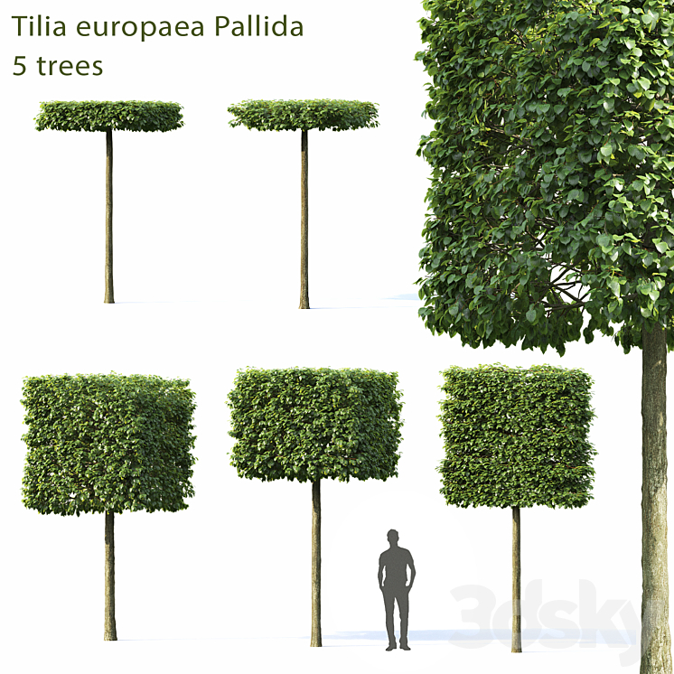 Tilia Europea 3DS Max - thumbnail 1