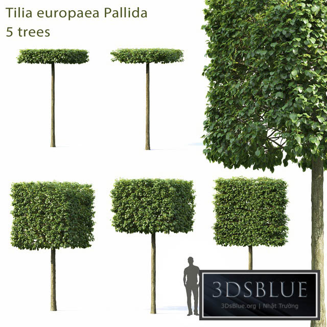 Tilia Europea 3DS Max - thumbnail 3