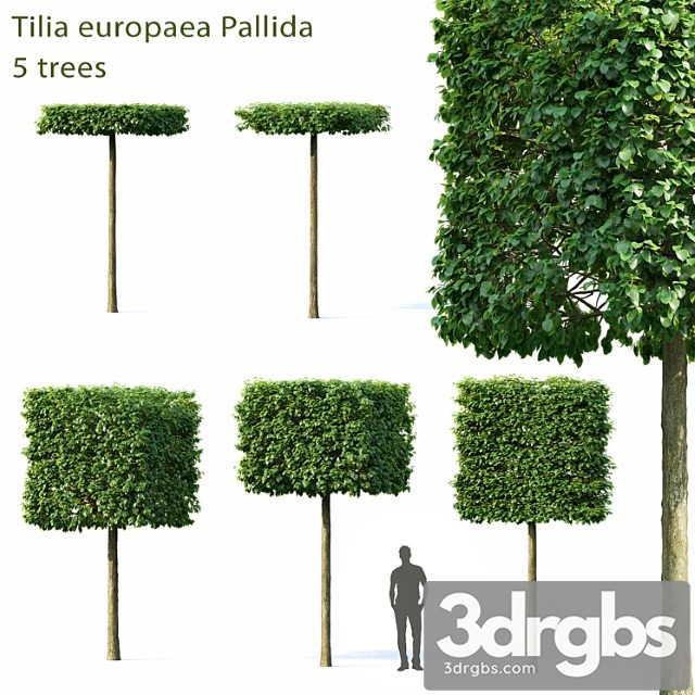 Tilia Europea 3dsmax Download - thumbnail 1