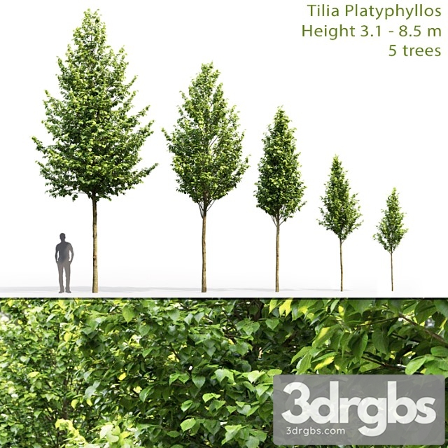 Tilia Platyphyllos 1 3dsmax Download - thumbnail 1