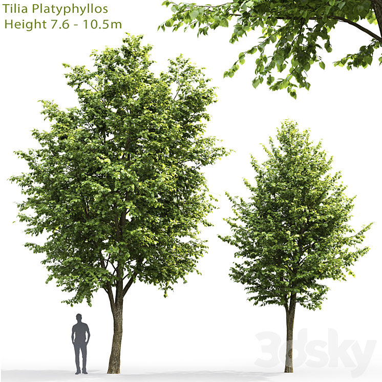 Tilia platyphyllos # 3 (7.6-10.5m) 3DS Max - thumbnail 1