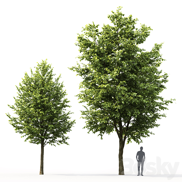 Tilia platyphyllos # 3 (7.6-10.5m) 3DS Max - thumbnail 2