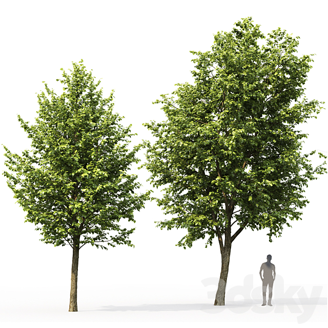 Tilia platyphyllos # 3 (7.6-10.5m) 3DSMax File - thumbnail 3