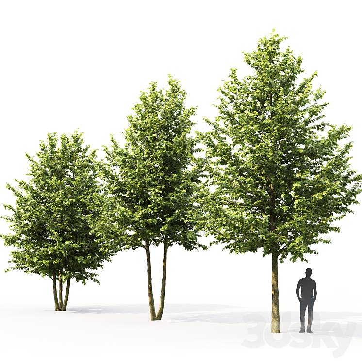 Tilia platyphyllos 3DS Max - thumbnail 2