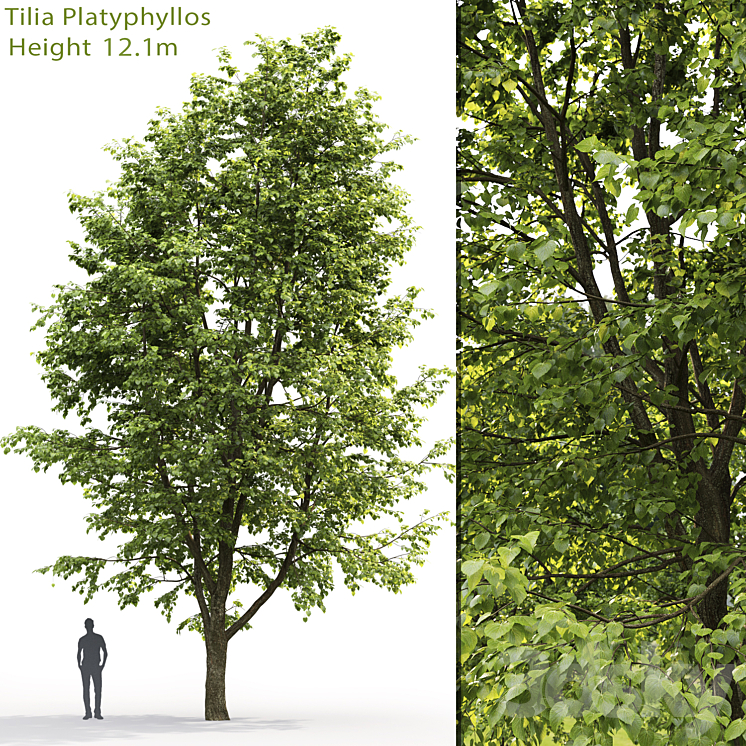 Tilia platyphyllos 3DS Max - thumbnail 1