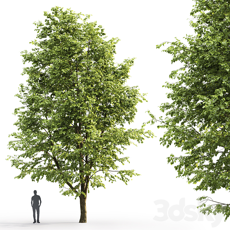 Tilia platyphyllos 3DS Max - thumbnail 2