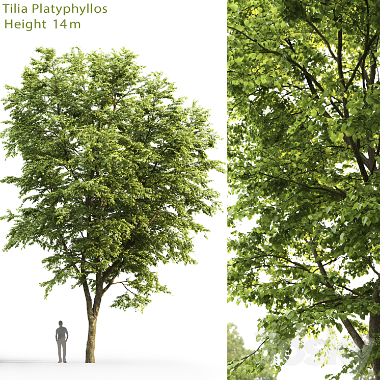 Tilia platyphyllos 3DS Max - thumbnail 1