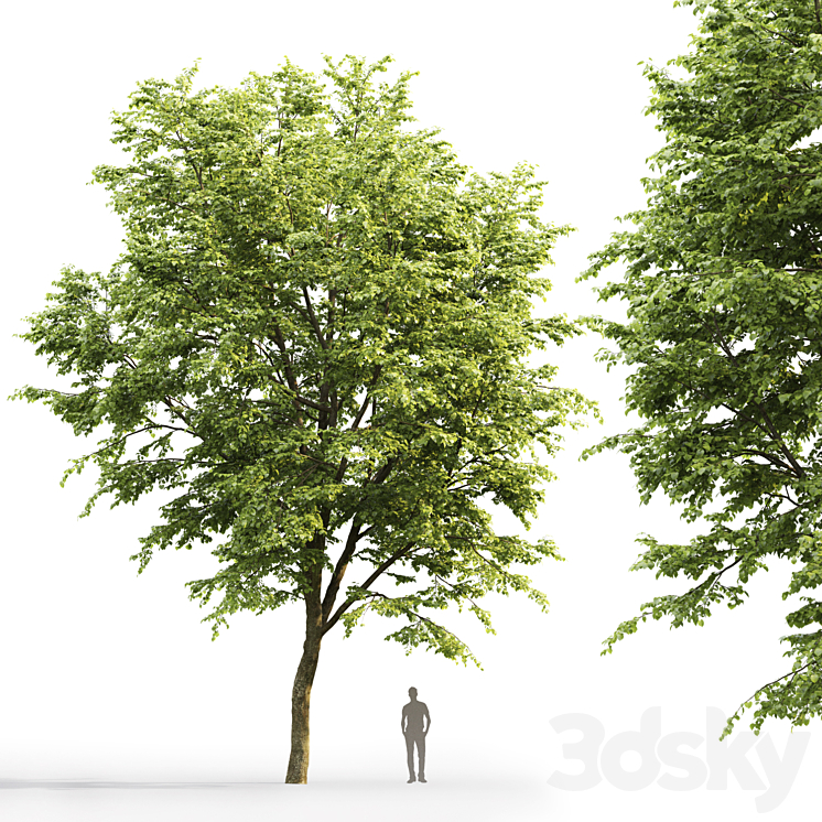 Tilia platyphyllos 3DS Max - thumbnail 2