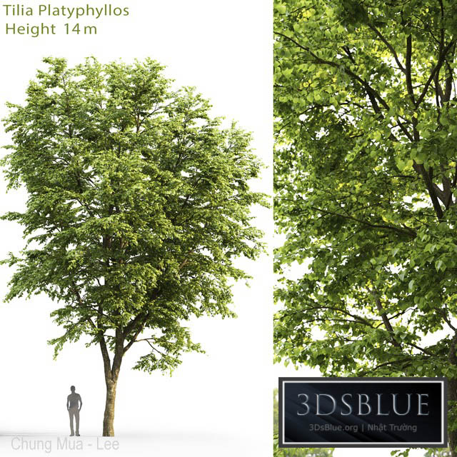 Tilia platyphyllos 3DS Max - thumbnail 3