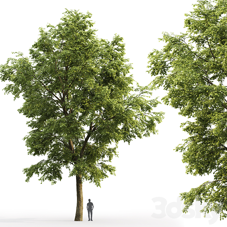 Tilia platyphyllos 3DS Max - thumbnail 2