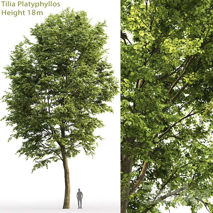 Tilia platyphyllos 3DS Max - thumbnail 1