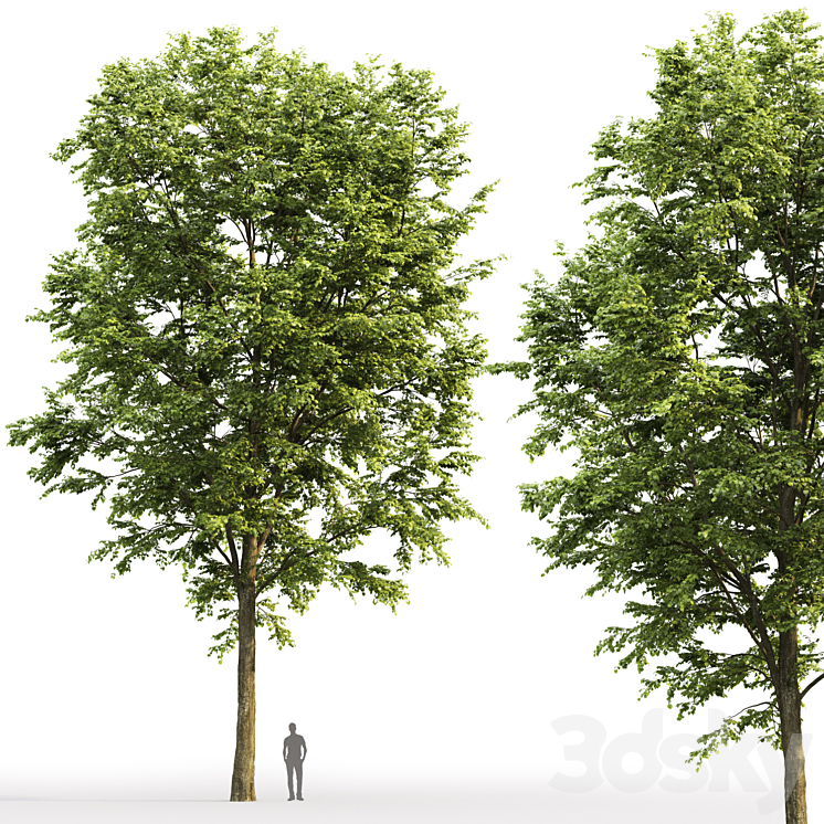 Tilia platyphyllos 3DS Max - thumbnail 2