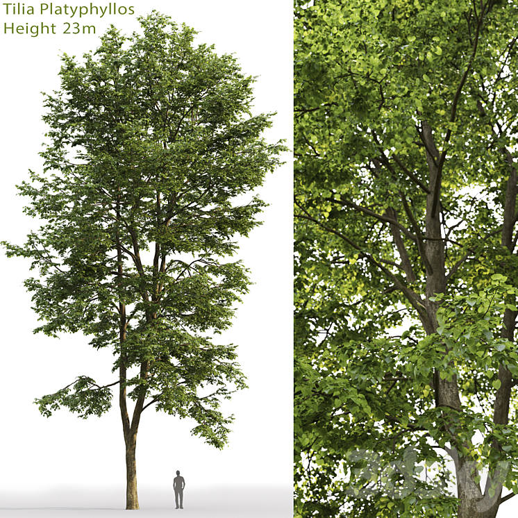 Tilia platyphyllos 3DS Max - thumbnail 1