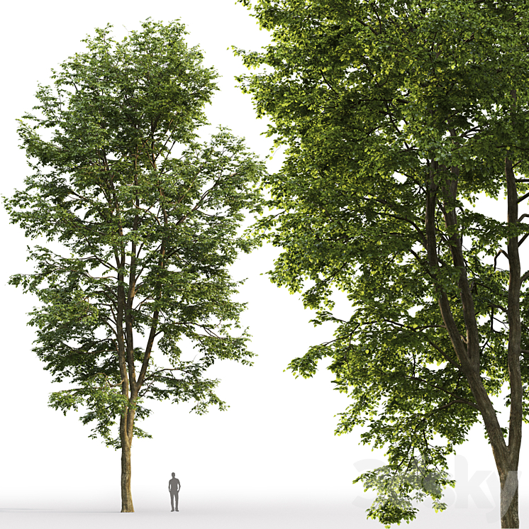 Tilia platyphyllos 3DS Max - thumbnail 2