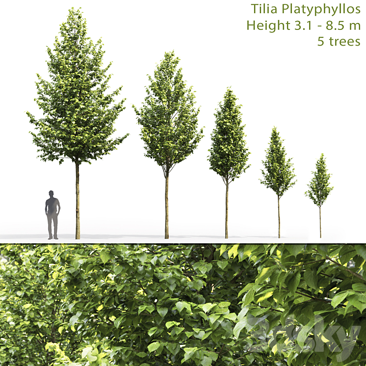 Tilia platyphyllos 3DS Max - thumbnail 1