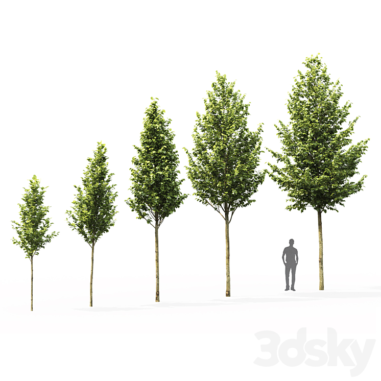 Tilia platyphyllos 3DS Max - thumbnail 2