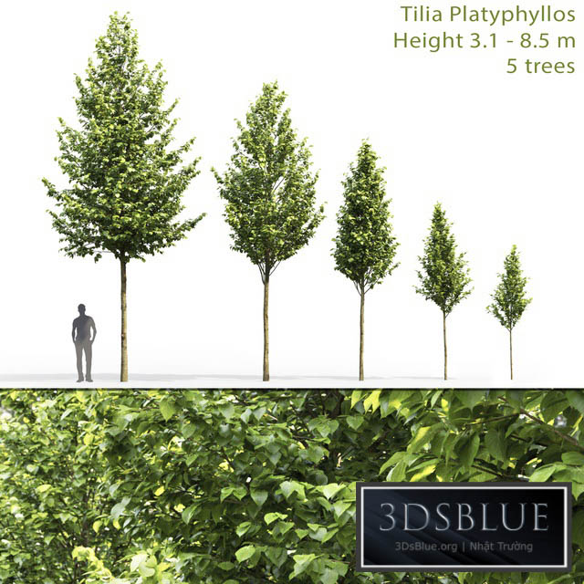 Tilia platyphyllos 3DS Max - thumbnail 3